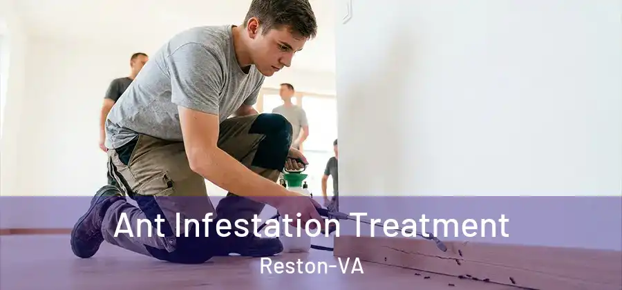 Ant Infestation Treatment Reston-VA