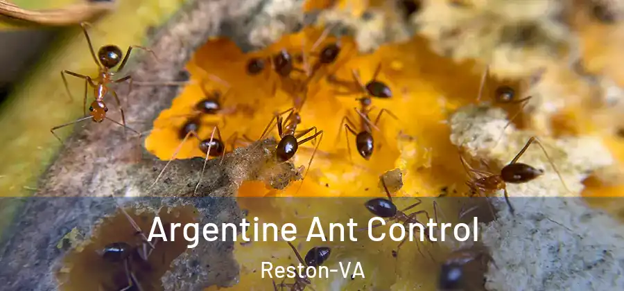 Argentine Ant Control Reston-VA