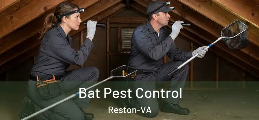 Bat Pest Control Reston-VA