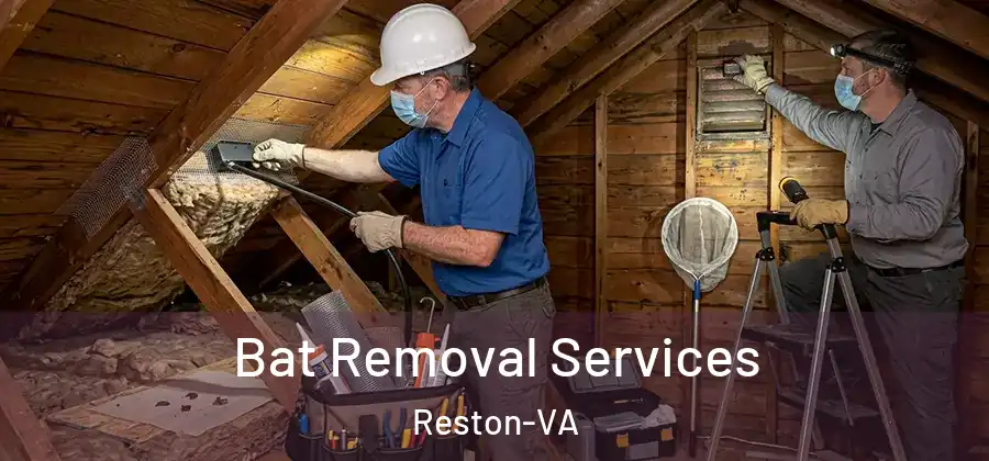 Bat Removal Services Reston-VA