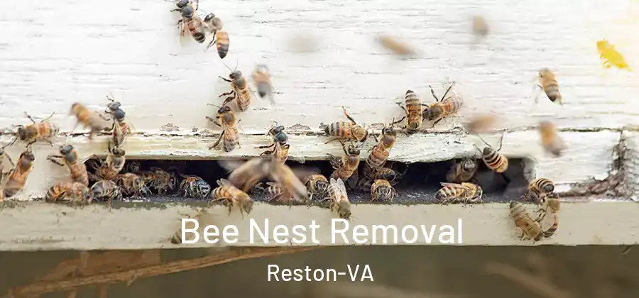 Bee Nest Removal Reston-VA