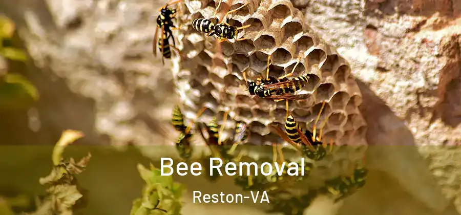 Bee Removal Reston-VA