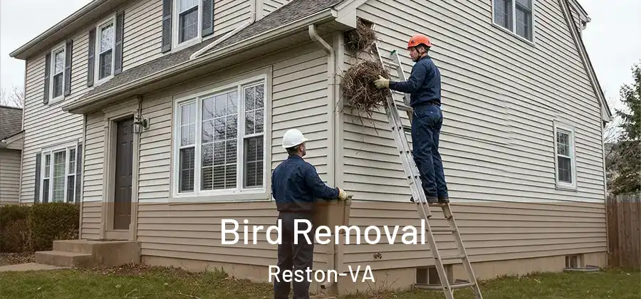 Bird Removal Reston-VA