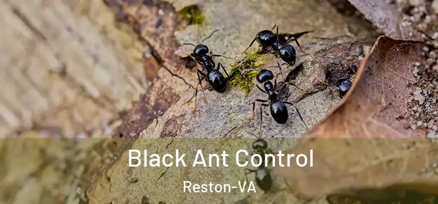 Black Ant Control Reston-VA