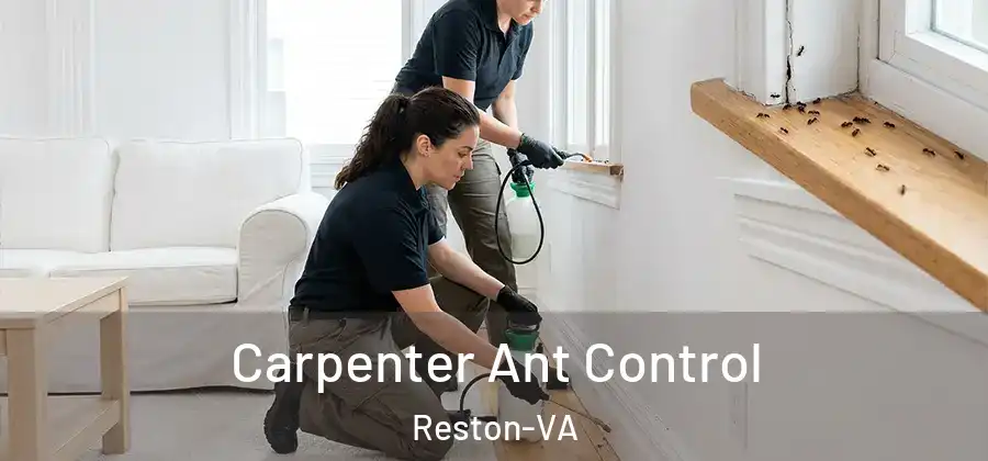 Carpenter Ant Control Reston-VA
