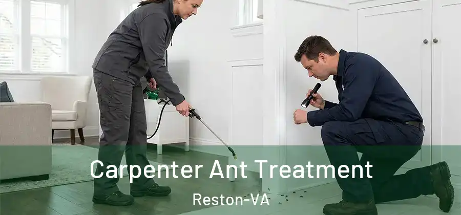  Carpenter Ant Treatment Reston-VA