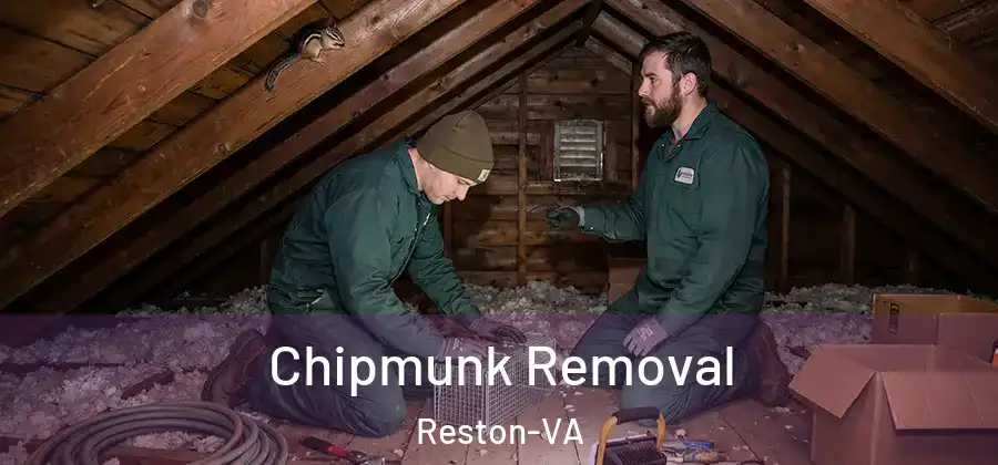 Chipmunk Removal Reston-VA