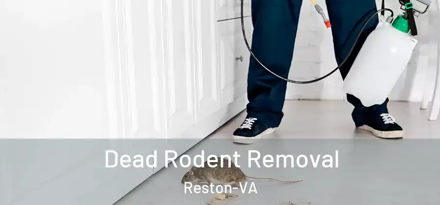Dead Rodent Removal Reston-VA