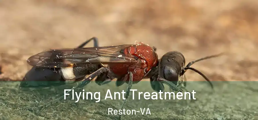 Flying Ant Treatment Reston-VA