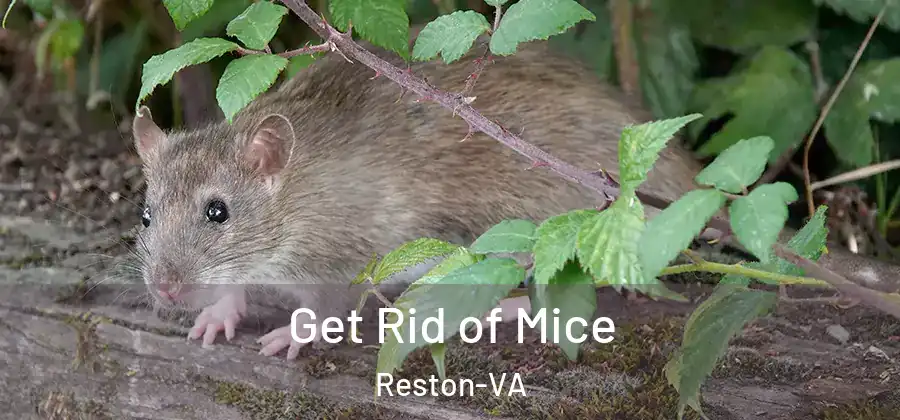  Get Rid of Mice Reston-VA