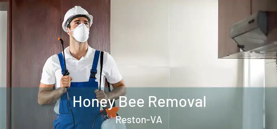 Honey Bee Removal Reston-VA