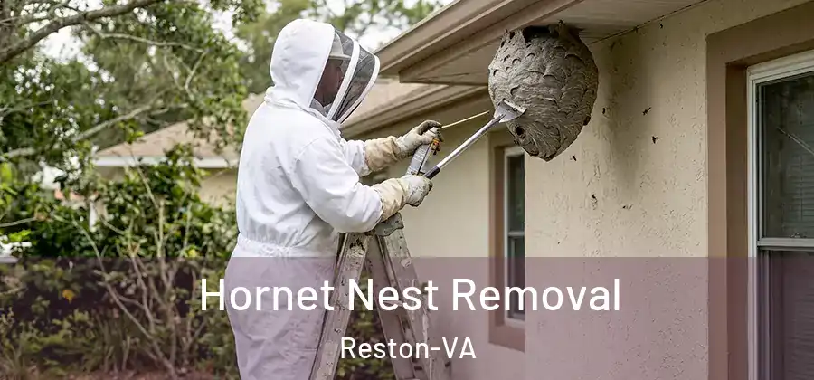  Hornet Nest Removal Reston-VA