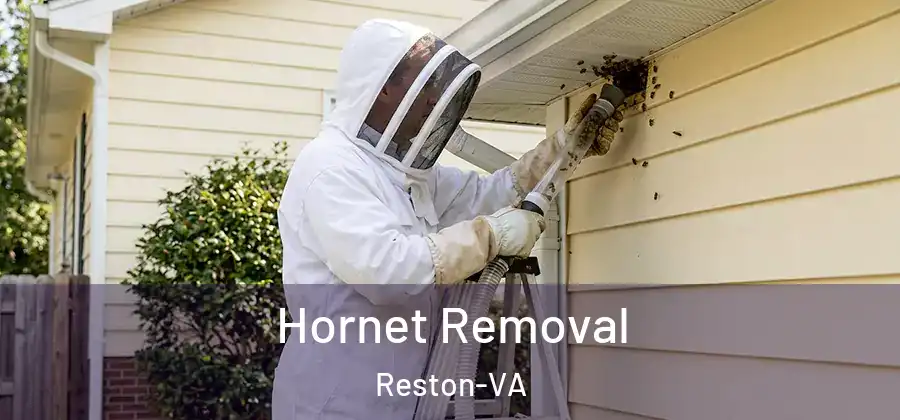 Hornet Removal Reston-VA