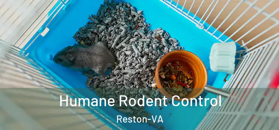  Humane Rodent Control Reston-VA