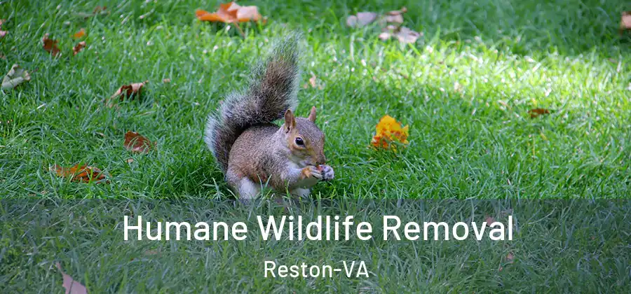 Humane Wildlife Removal Reston-VA