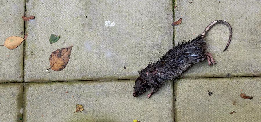 Mice in the Attic Removal in Reston