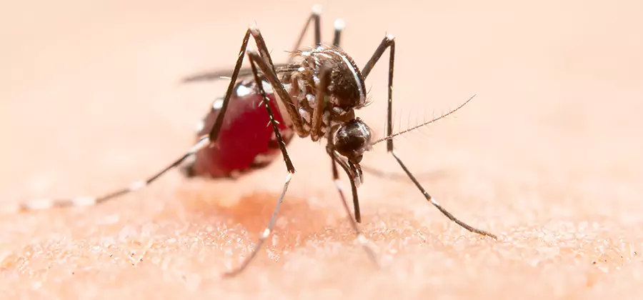 Pond Mosquito Control and Water Treatment in Reston