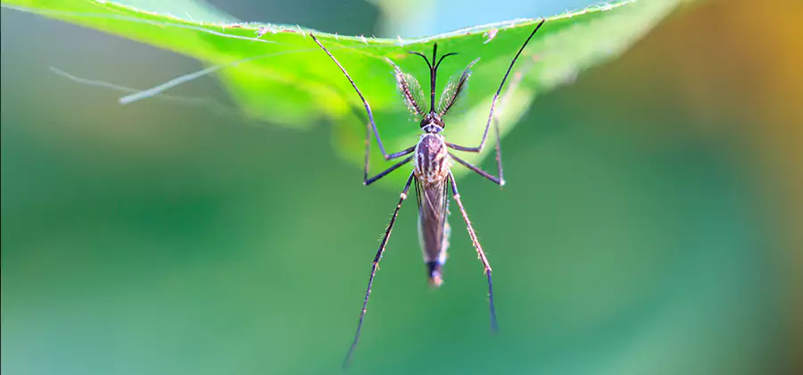Home Defense Insect Killer in Reston