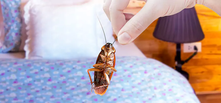 Bed Bug Inspection in Reston