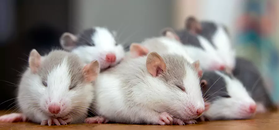 Rat Infestation Exclusion Service in Reston