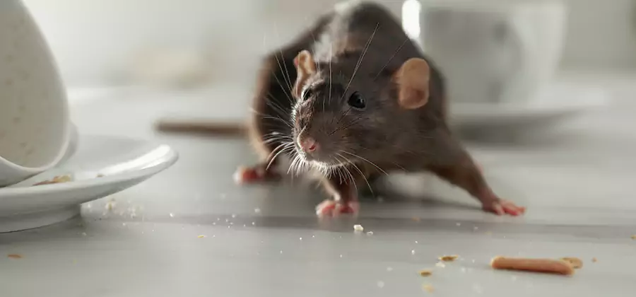 Attic Rat Exclusion Service in Reston