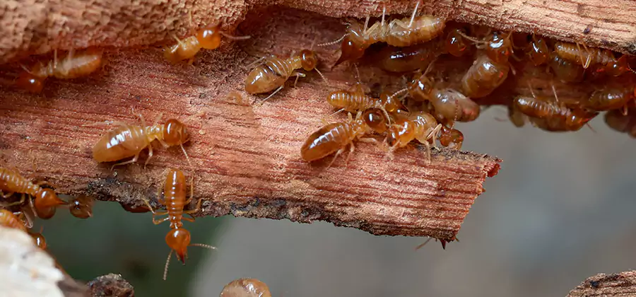 Wood Preservation Termite Treatment in Reston