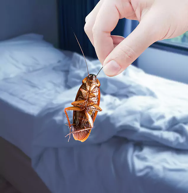 Why Choose Reston Pest Control Pro for Bed Bug Extermination in Reston, VA?