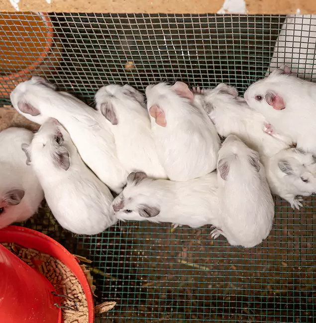 Why Choose Reston Pest Control Pro for Rat Infestation in Reston, VA?