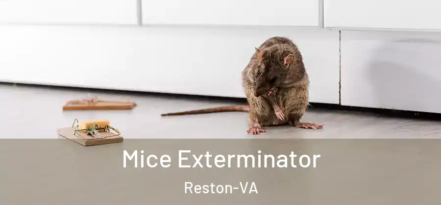 Mice Exterminator Reston-VA