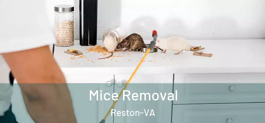 Mice Removal Reston-VA