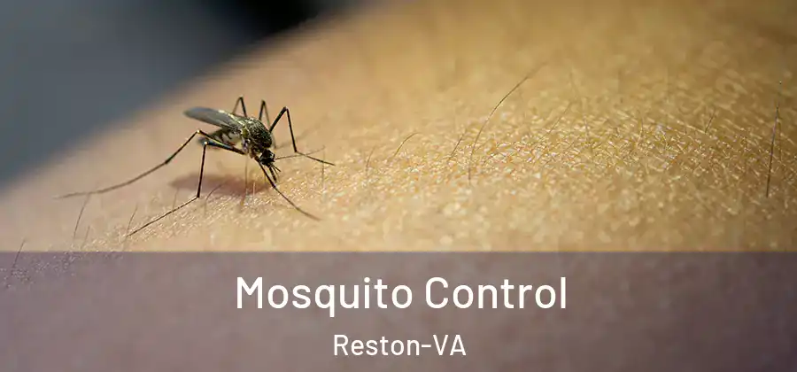 Mosquito Control Reston-VA