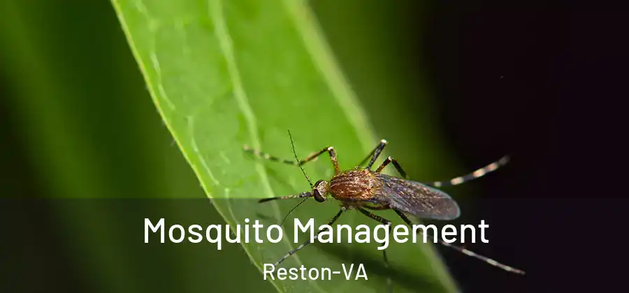  Mosquito Management Reston-VA