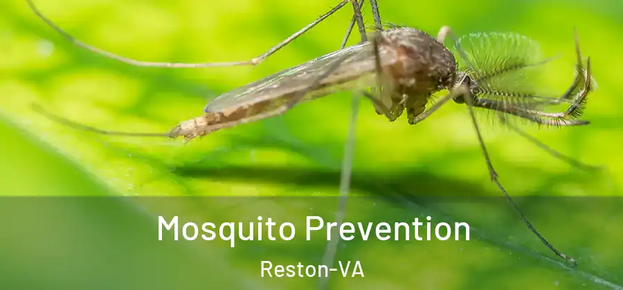 Mosquito Prevention Reston-VA