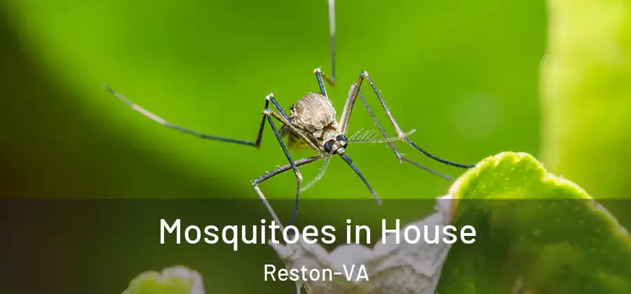 Mosquitoes in House Reston-VA