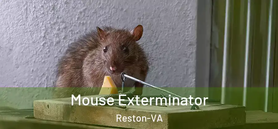 Mouse Exterminator Reston-VA