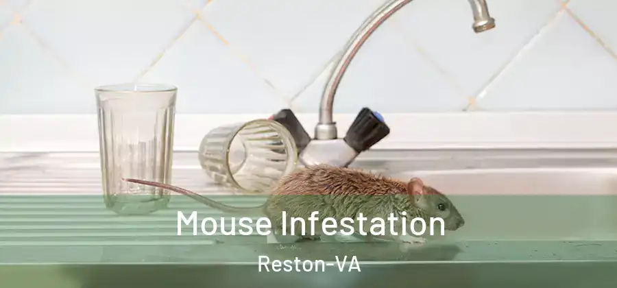 Mouse Infestation Reston-VA