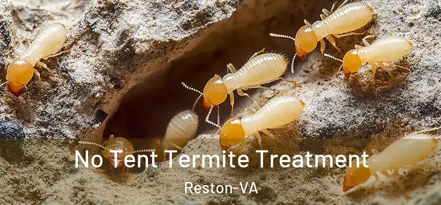 No Tent Termite Treatment Reston-VA
