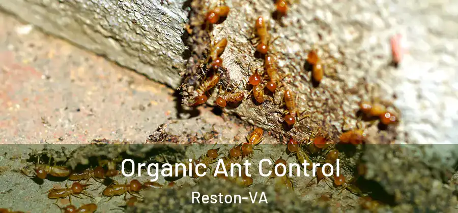 Organic Ant Control Reston-VA