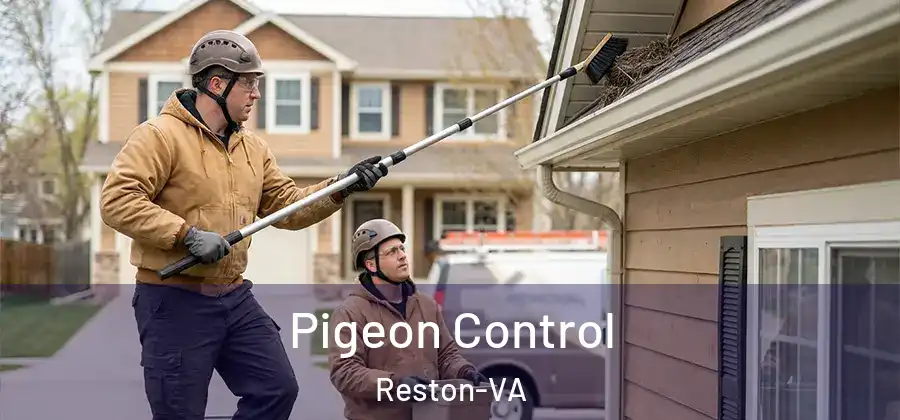 Pigeon Control Reston-VA
