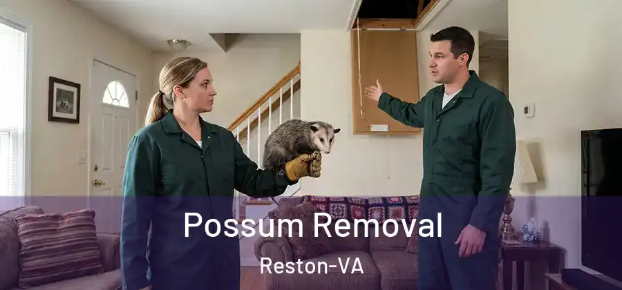  Possum Removal Reston-VA