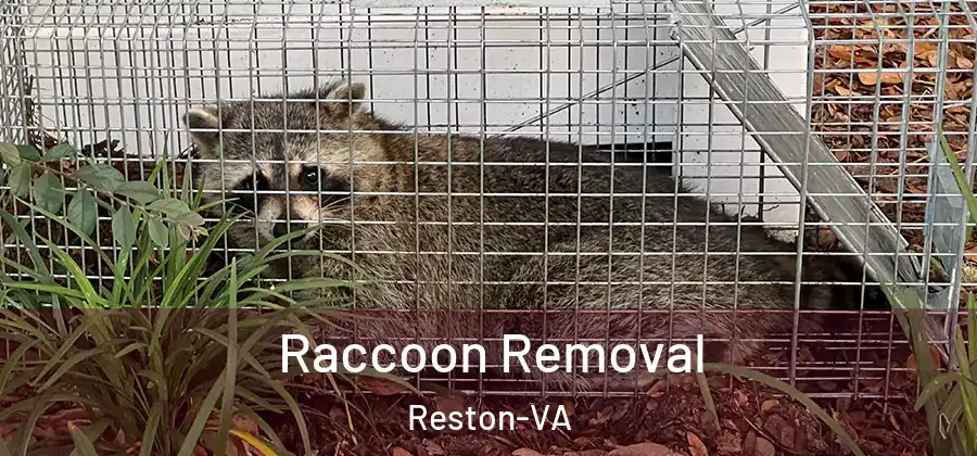 Raccoon Removal Reston-VA