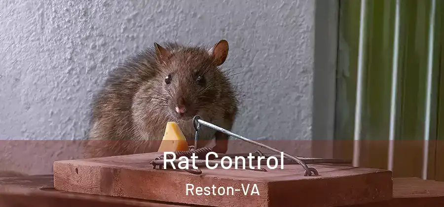 Rat Control Reston-VA