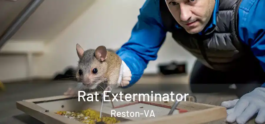 Rat Exterminator Reston-VA