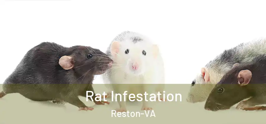 Rat Infestation Reston-VA