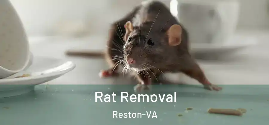 Rat Removal Reston-VA