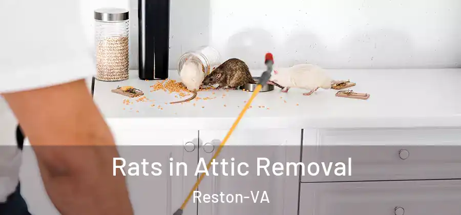  Rats in Attic Removal Reston-VA