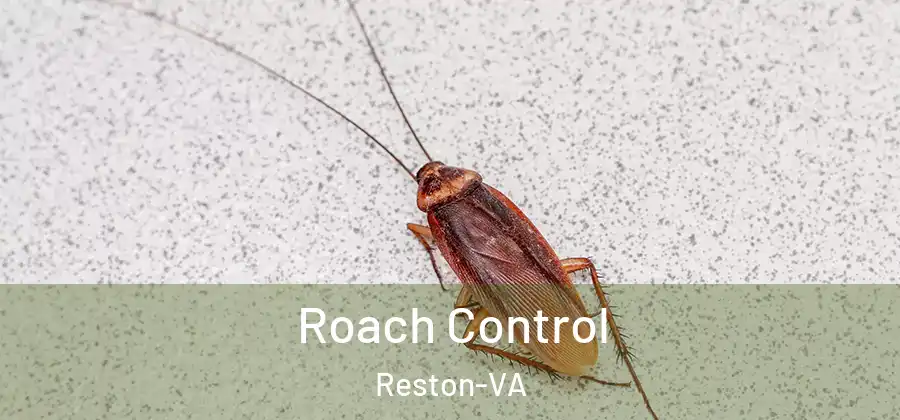 Roach Control Reston-VA