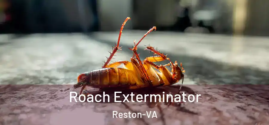 Roach Exterminator Reston-VA