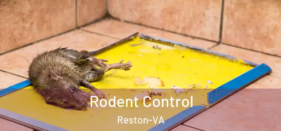 Rodent Control Reston-VA
