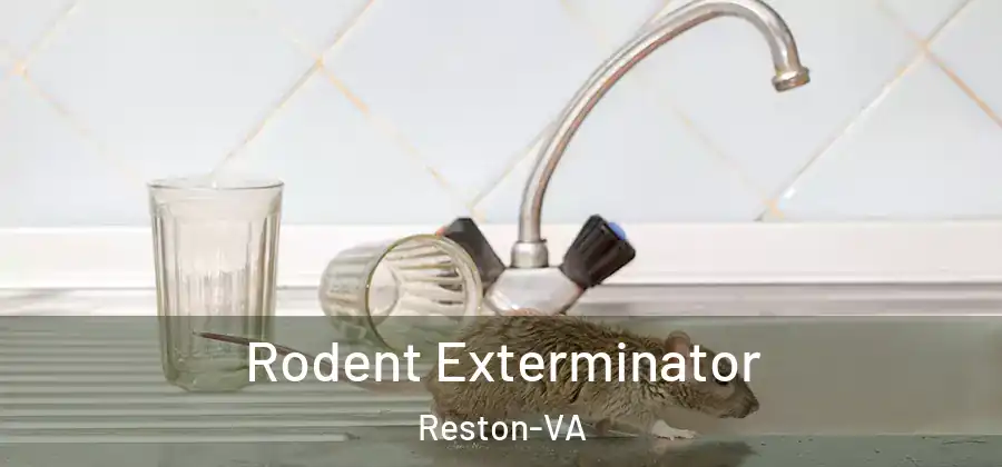 Rodent Exterminator Reston-VA